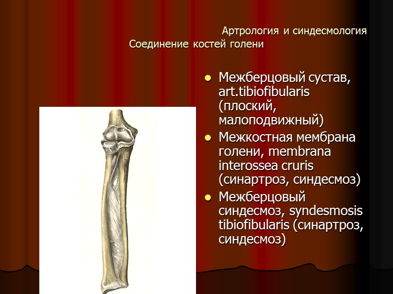 Aртрология и синдесмология Соединение костей голени Межберцовый сустав, art.tibiofibularis (плоский, малоподвижный) Межкостная мембрана голени,